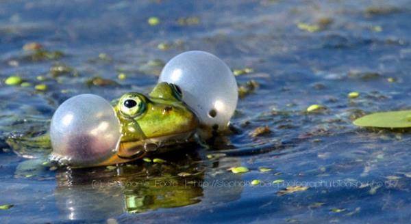 Hayvanlar dnyasndan renkli kurbaalar grenleri kendilerine hayran brakyor.