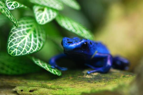 Hayvanlar dnyasndan renkli kurbaalar grenleri kendilerine hayran brakyor.