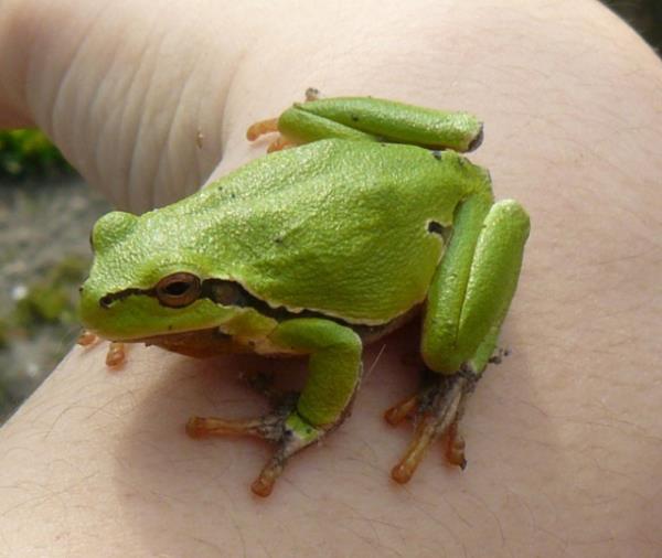 Hayvanlar dnyasndan renkli kurbaalar grenleri kendilerine hayran brakyor.