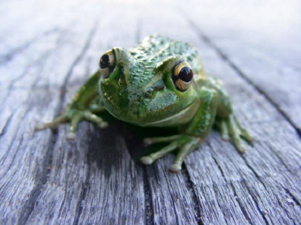 Hayvanlar dnyasndan renkli kurbaalar grenleri kendilerine hayran brakyor.