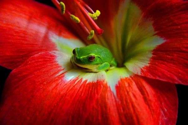 Hayvanlar dnyasndan renkli kurbaalar grenleri kendilerine hayran brakyor.