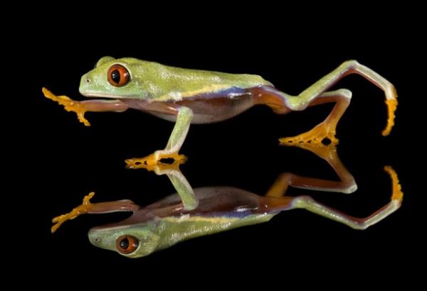 Hayvanlar dnyasndan renkli kurbaalar grenleri kendilerine hayran brakyor.