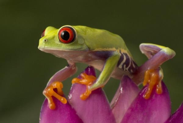 Hayvanlar dnyasndan renkli kurbaalar grenleri kendilerine hayran brakyor.