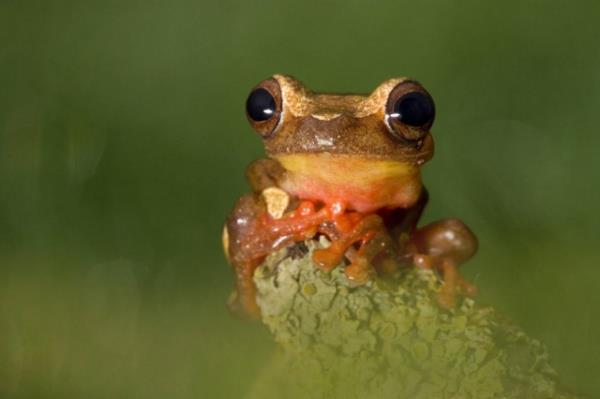 Hayvanlar dnyasndan renkli kurbaalar grenleri kendilerine hayran brakyor.