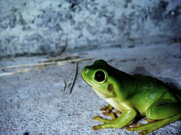 Hayvanlar dnyasndan renkli kurbaalar grenleri kendilerine hayran brakyor.