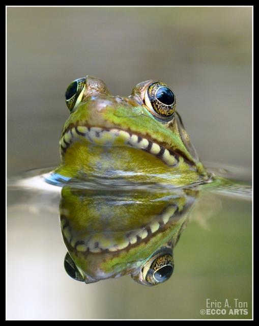 Hayvanlar dnyasndan renkli kurbaalar grenleri kendilerine hayran brakyor.