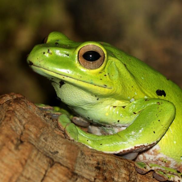 Hayvanlar dnyasndan renkli kurbaalar grenleri kendilerine hayran brakyor.