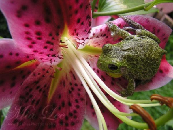 Hayvanlar dnyasndan renkli kurbaalar grenleri kendilerine hayran brakyor.