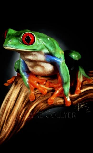 Hayvanlar dnyasndan renkli kurbaalar grenleri kendilerine hayran brakyor.