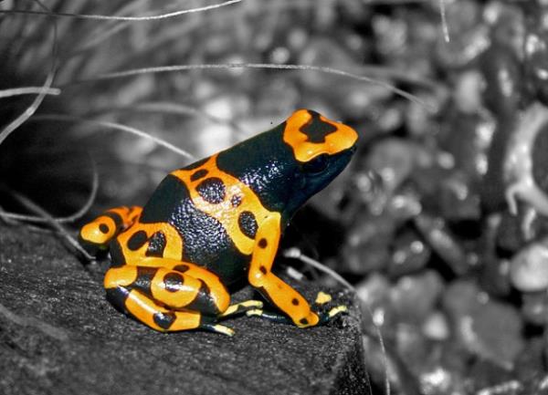 Hayvanlar dnyasndan renkli kurbaalar grenleri kendilerine hayran brakyor.