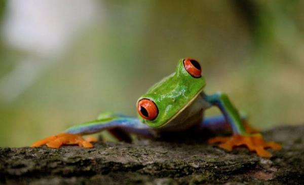 Hayvanlar dnyasndan renkli kurbaalar grenleri kendilerine hayran brakyor.