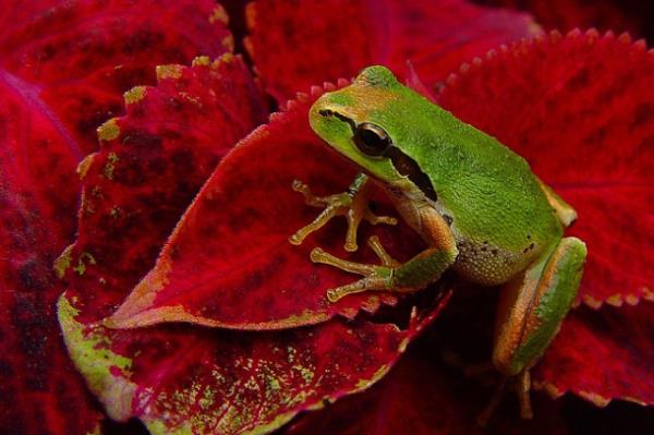 Hayvanlar dnyasndan renkli kurbaalar grenleri kendilerine hayran brakyor.
