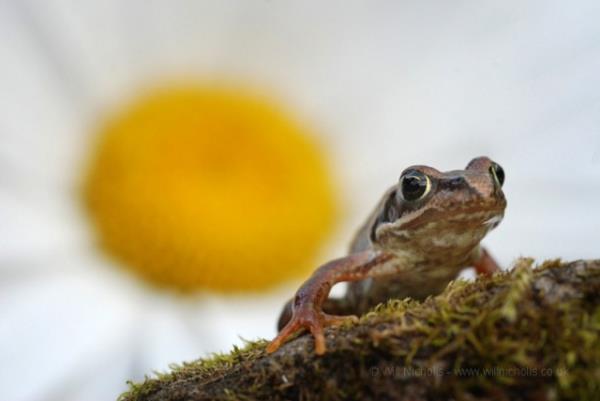 Hayvanlar dnyasndan renkli kurbaalar grenleri kendilerine hayran brakyor.