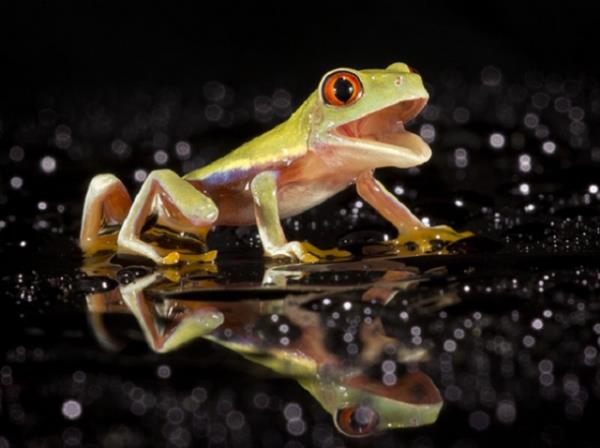 Hayvanlar dnyasndan renkli kurbaalar grenleri kendilerine hayran brakyor.