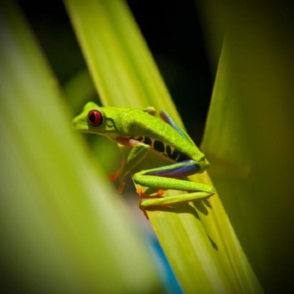 Hayvanlar dnyasndan renkli kurbaalar grenleri kendilerine hayran brakyor.