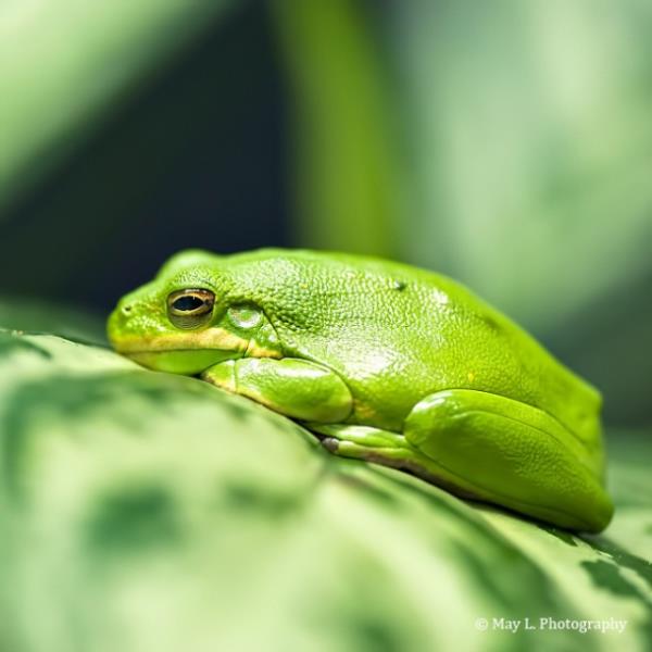 Hayvanlar dnyasndan renkli kurbaalar grenleri kendilerine hayran brakyor.
