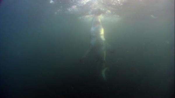 Tehdit altna giren fok bal kendini kurtarmak iin suyun zerine srar. Fakat byk beyaz kpekbalnn karsnda ans biraz zordur. Bazen ise anslar yaver gidip hayatta kalanlarda olabiliyor. te bu fok balda onlardan birisi. te o anlar;