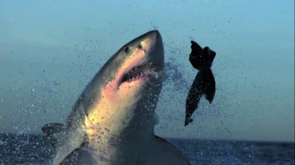 Byk beyaz kpek balklarn dier balklardan ayran bir zellii ise avlarn suyun dna iterek yakalamalar olsa gerek.
