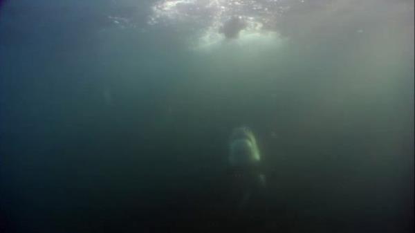 Suyun metrelerce altnda avlarn gne nlar sayesinde grebilen byk beyaz kpek balklar hedeflerine ortalama 30-35 kilometre hzla yaklarlar.