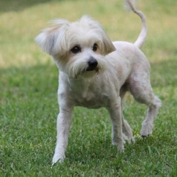 Dinky - yeni yuvasnda