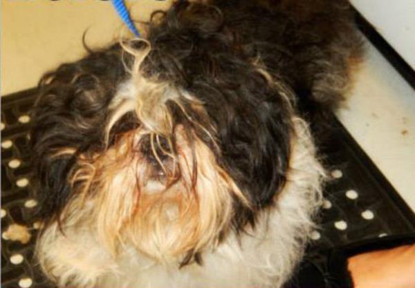 Chili - barnaa terk edildiinde