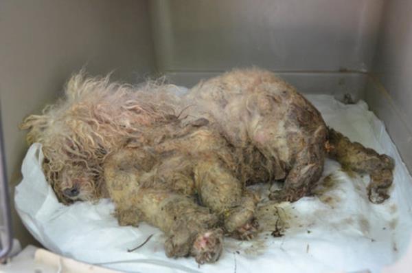 Treasure sahiplenilmeden nce barnakta yaam mcadelesi veriyordu.