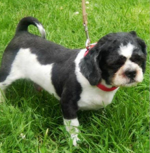 Chili - yeni ailesiyle yeni yuvasnda