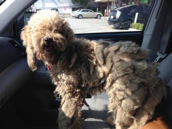 Dolly - barnaktan sahiplenildii gn