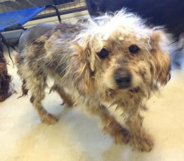 Apple Schnoodle - barnakta