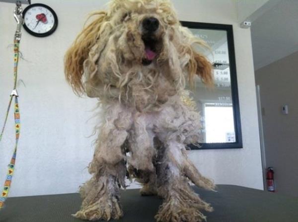 SkippyToo - barnakta tedavi grrken