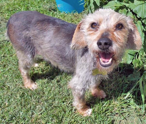 Apple Schnoodle - yeni evinde