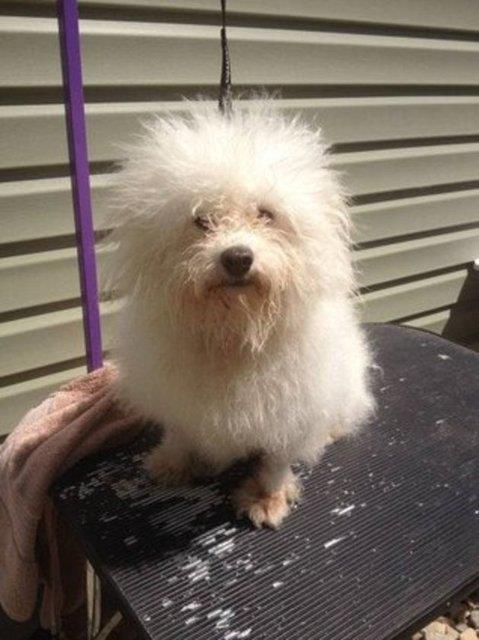 Texas Tornado - barnakta