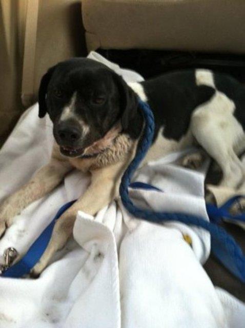 Clipper - barnaa brakldnda