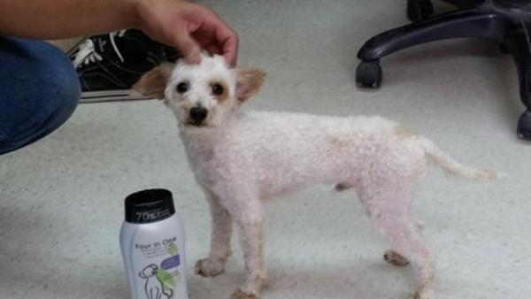 SkippyToo yeni evine giderken