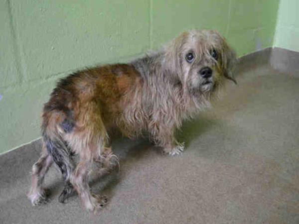 Fluffington - barnaa terk edildiinde travma geiriyordu