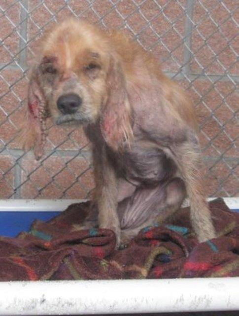 Kenzi - barnakta lmek zereyken sahiplenildi