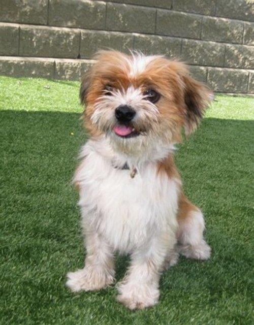 imdi yeni ailesiyle mutlu bir hayat yayor