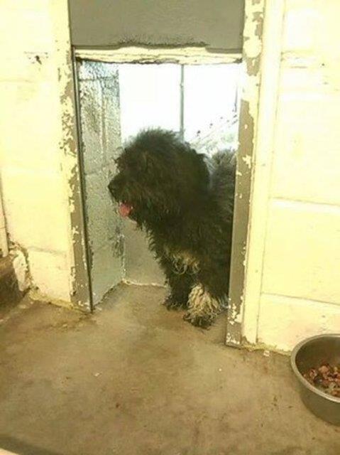 Wilson - kald barnakta korkudan dar kamyordu