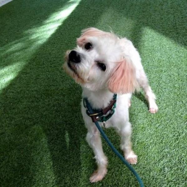 Stitch - yeni yuvasnda