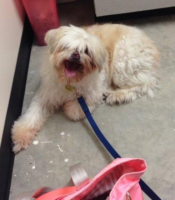 Ziggy imdi yeni evinde ok mutlu ve ok salkl!