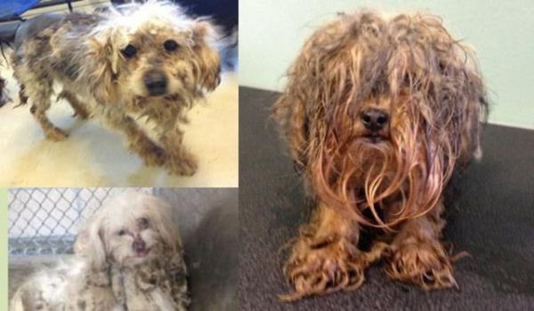 Amerika'da balatlan ve geliri ile hayvan barnaklarna yardm salanacak olan fotoraf yarmas, minik dostlarmzn sevgi ile nasl deiime uradklarn gzler nne seriyor.