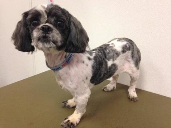 Gigi - yeni yuvasnda