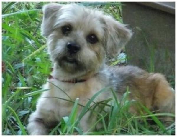 Fluffington - yeni yuvasnda sevgiyi yeniden hissetti