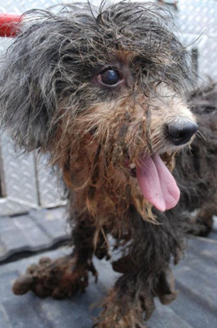 Howard - barnaa terk edildiinde