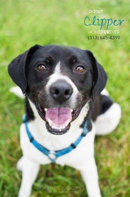 Clipper - yeni yuvasnda