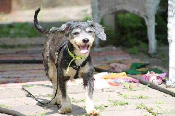 Howard - yeni evinde