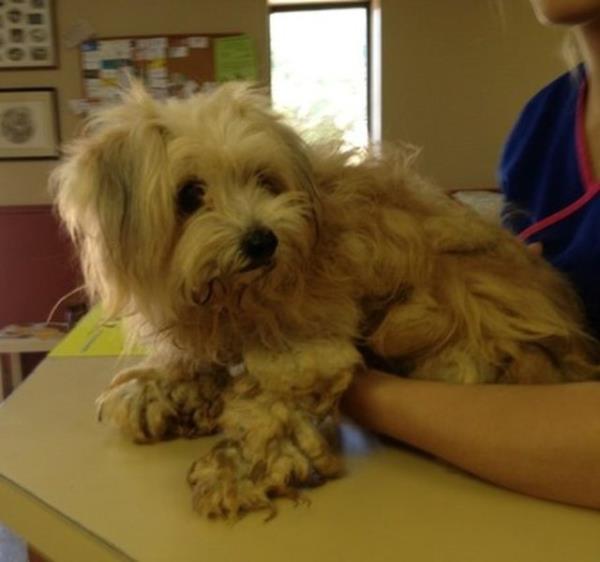 Dinky - barnakta tedavi grrken