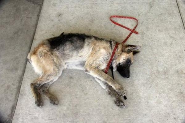 Vita - barnaa brakldnda bakmszlktan bir deri bir kemik kalmt