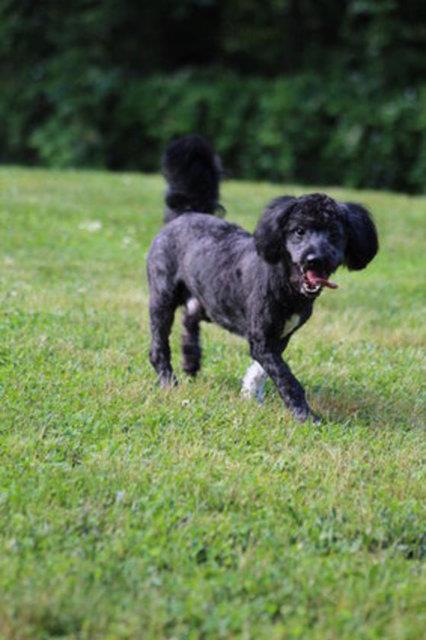 imdi yeni ailesiyle her yere gidiyor