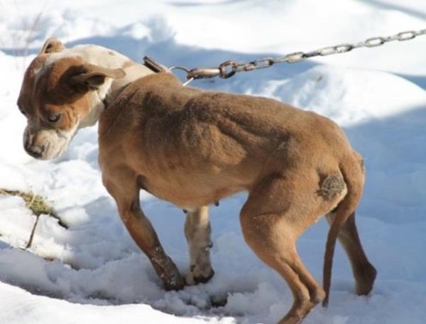 Nikki - kpek dvlerinin elinden kurtarlara barnaa gtrld